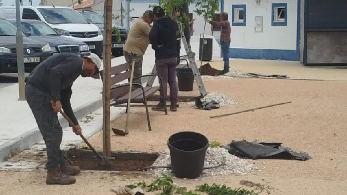 Substituição de árvores no Largo 1.º de Maio